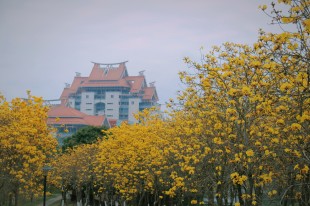 “嘉園”風(fēng)光-小黃花